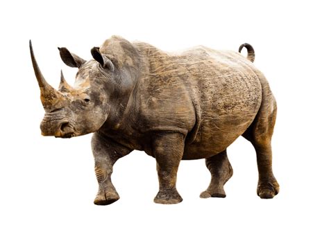 Free Rhino Transparent Images