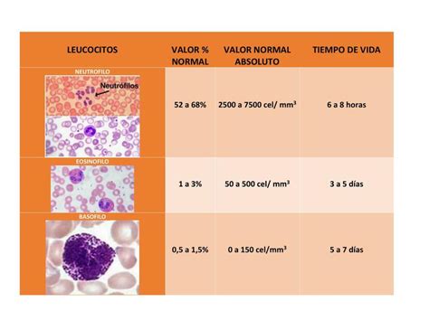 Hemograma Valores Normales Anormales Y Causas Udocz Sexiz Pix Porn