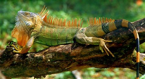 Flora Y Fauna De Costa Rica