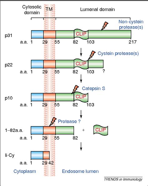 Figure 1 From Invariant Chain A Chain Of Command Semantic Scholar