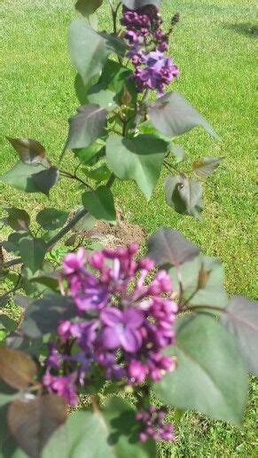 Old Glory Lilac With Purplish Leaves Projects To Try Lilac Old Glory