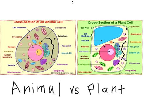 Simple Plant Cell Drawing at GetDrawings | Free download