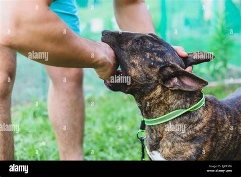 Do Bull Terriers Bite