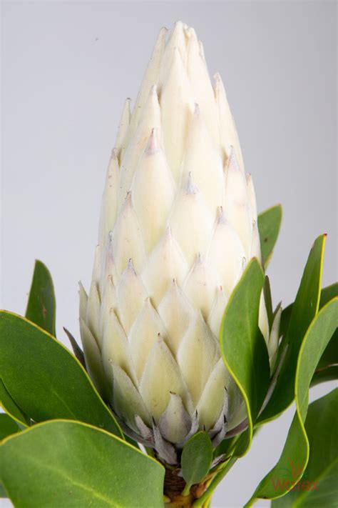 Protea King White Wafex