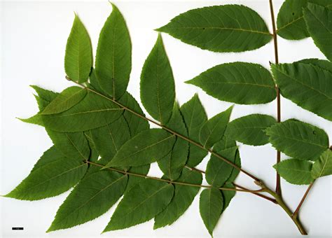 Juglans mollis - Trees and Shrubs Online