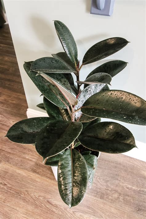 Ficus Burgundy Rubber Plant Care Guide Keep Your Plants Alive