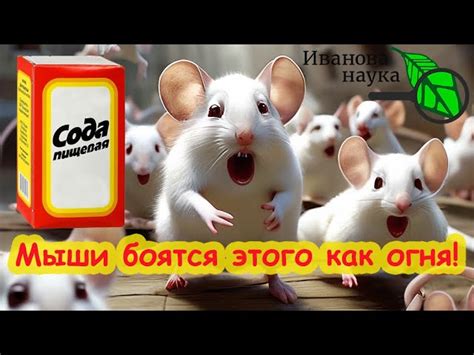 Средство от мышей в доме, как сделать чтобы они ушли навсегда?