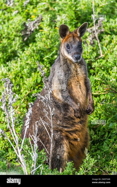 Swamp Wallaby Wallabia Bicolor A Small Macropod Marsupial Of Eastern