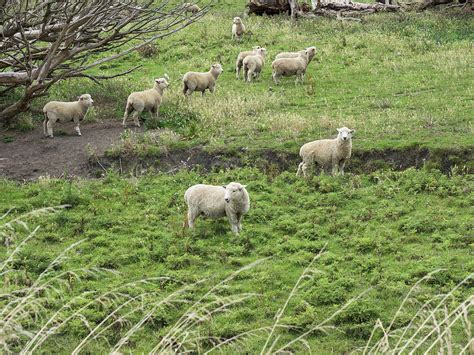 Flock Of Sheep Grazing In A Field Photograph By Panoramic Images Pixels