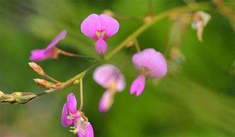 Desmodium Votre Foie Vous Remercie La Vie Naturelle