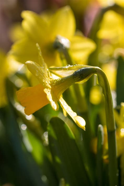 Wallpaper Sunlight Nature Grass Green Yellow Blossom Dew Leaf