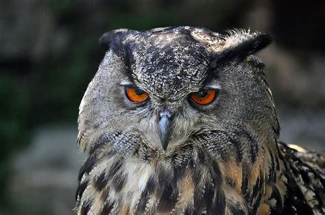 Eurasian Eagle-Owl Facts: Animals of Europe - WorldAtlas