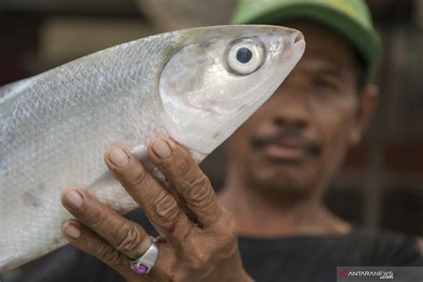 Penjualan Ikan Bandeng Jelang Imlek ANTARA News