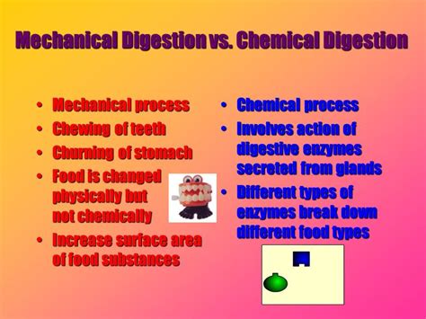 Mechanical Digestion And Chemical Digestion Venn Diagram Dig