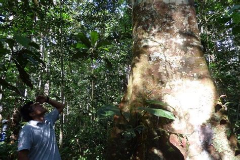 Estudio Del Osinfor Revela Que La Tala Y Comercio Ilegal De Madera Se