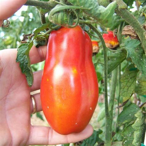 Tomat San Marzano Lycopersicon esculentum Alle Albinus Frø