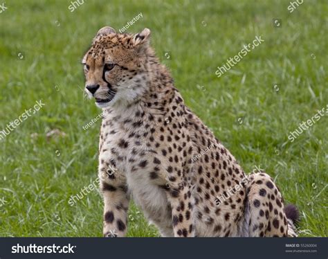 Chita Stock Photo 55260004 : Shutterstock
