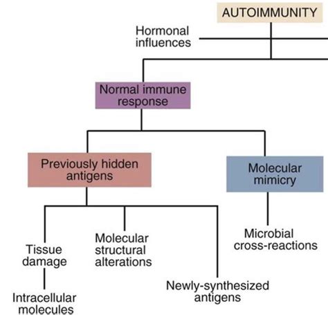 Autoimmunity Flashcards Quizlet