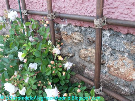 El jardín de la alegría Cómo hacer una celosía para rosal trepador de