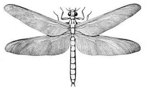 'Meganeura' Was A Prehistoric Dragonfly With A Two-Foot Wingspan - FactsandHistory