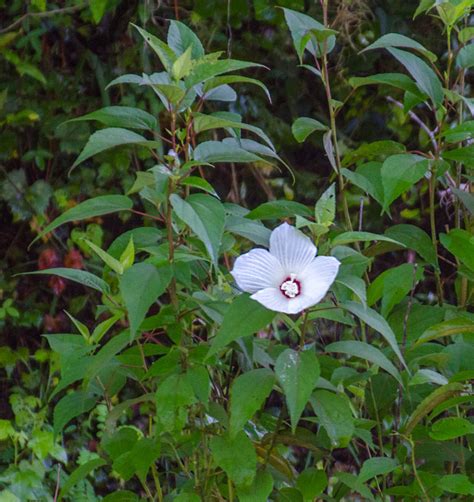 Crimson Eyed Rose Mallow Hibiscus Moscheutos Florida Paddle Notes