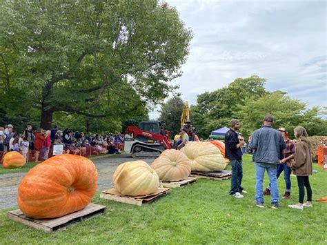 Ridgefield S Th Annual Giant Pumpkin Weigh Off Festival