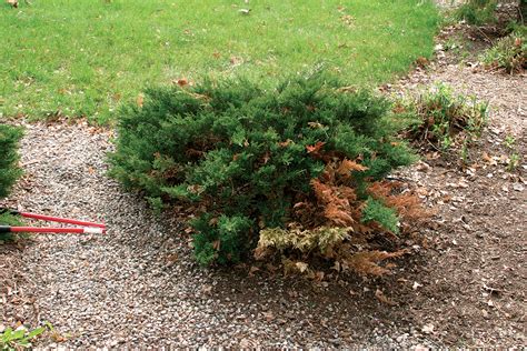 How To Prune Conifers Finegardening