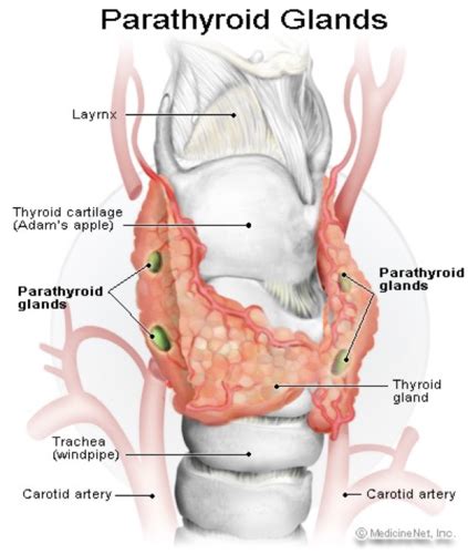 Parathyroid Gland Flashcards Quizlet