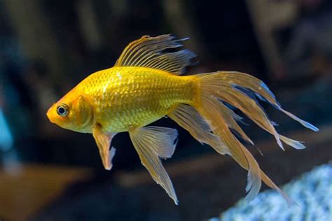 Fantail Goldfish Swimming In A Learn About Nature