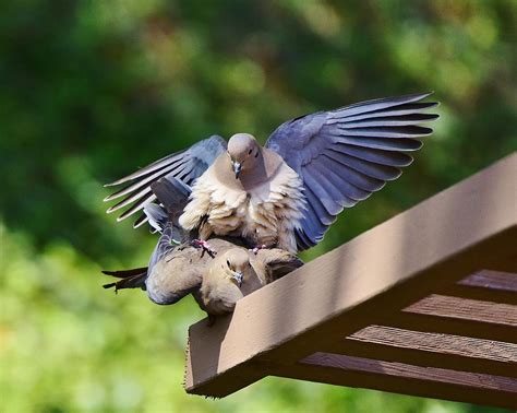 Mourning Dove Mating Ritual 3 Photograph By Linda Brody Pixels