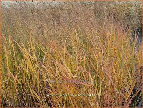 Rutenhirse Panicum Virgatum Warrior Zierhirse Kaufen Bestellen