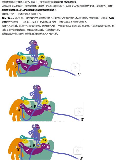 Mit 分子生物学 Part3 37 Eukaryotic Initiation Part Lll 哔哩哔哩