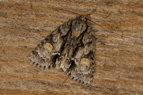 Acronicta Strigosa Photo Michel Ehrhardt Galerie Insecte Org