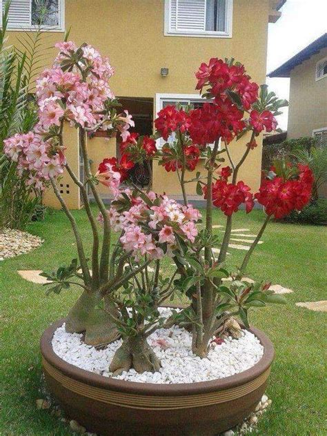 Rosa Do Deserto Como Plantar Cuidar E Cultivar Imagens Desert