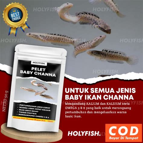 Jual Pakan Ikan Pelet Baby Channa Maru Pulchra Auranti Stewarti Andrao