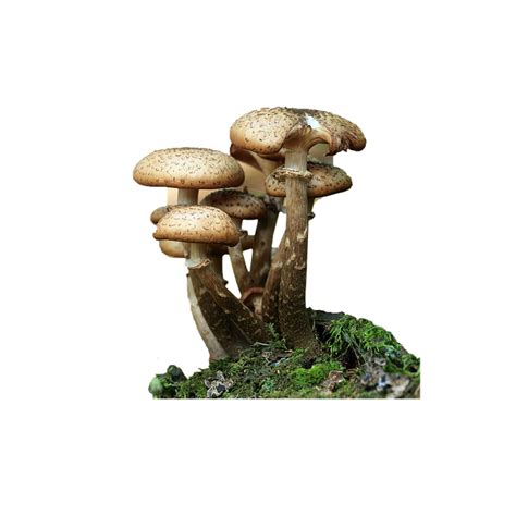 Download Mushrooms, Forest, Mushroom. Royalty-Free Stock Illustration ...