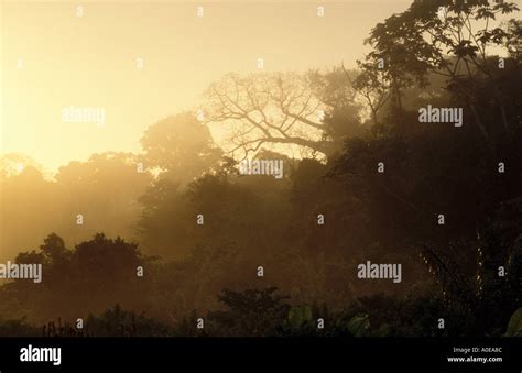 Central Suriname Nature Reserve Stock Photo - Alamy