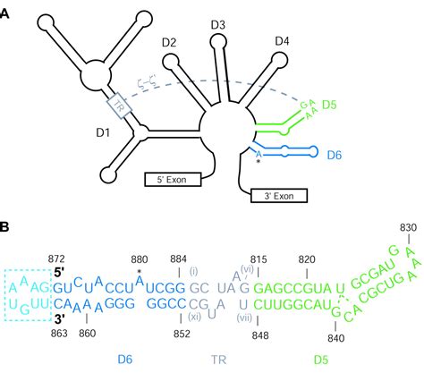 Structural Insights Into Group Ii Intron Catalysis And Branch Site