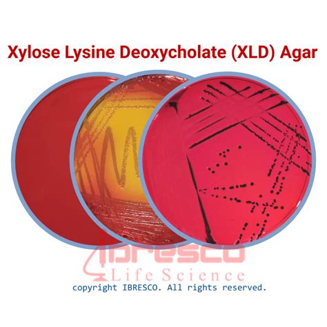 Xylose Lysine Deoxycholate Xld Agar Ibresco