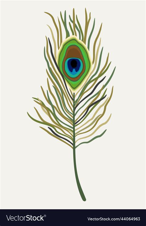 Isolated Of Peacock Feather Royalty Free Vector Image