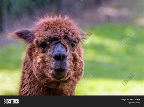 Funny Looking Llama