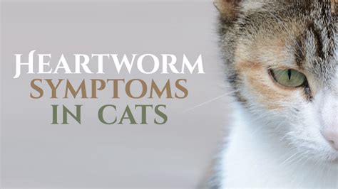 Heartworm Symptoms In Cats - Catological