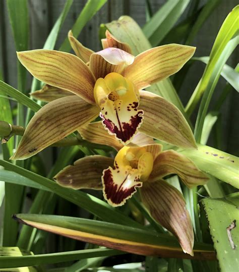 Cymbidium Hybrid Brown Southern Suburbs Orchid Society Inc