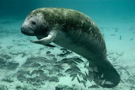 West Indian manatee - Climate Adaptation Explorer