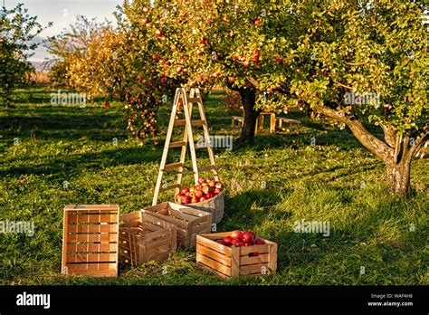 Gardening And Harvesting Fall Apple Crops Harvesting In Garden Apple