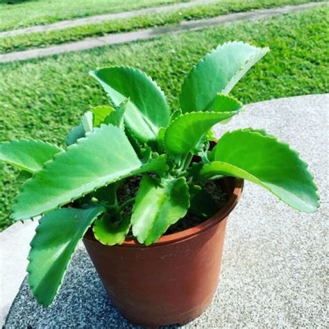 Estas Son Las Plantas Que Debes Tener En Casa Para Absorber El Calor