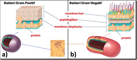 Perbedaan Bakteri Gram Positif Dan Gram Negatif Homecare24