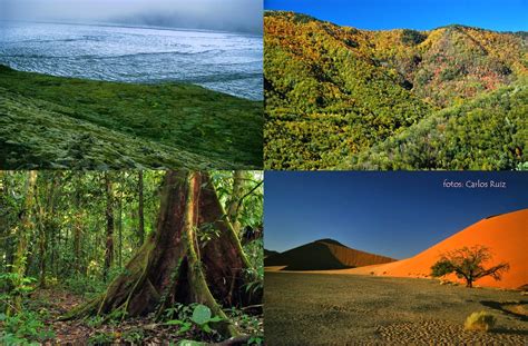 Ple Ud Los Seres Vivos Y El Medio Ambiente Principales Biomas Terrestres