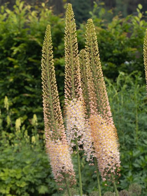 Stauden Stade Versand Shop Eremurus Robustus Riesen Steppenkerze