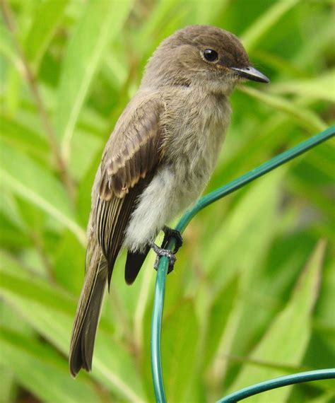 How to Identify an Eastern Phoebe - Birds and Blooms